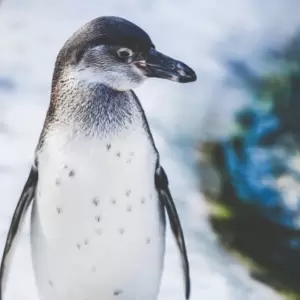 Google Updates: What is Penguin 4.0?