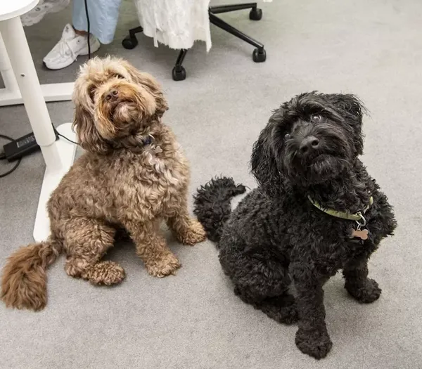 Two Zelst dogs, Henry and Pongo.
