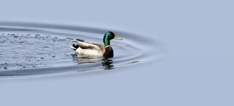 A good Site Migration is Like a Duck Smoothly, Serenely Gliding But Paddling Like Hell Underneath
