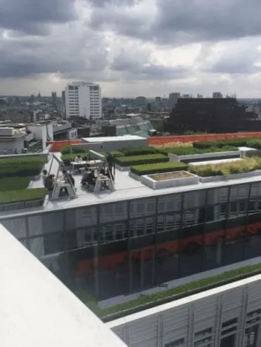 Google's rooftop building.