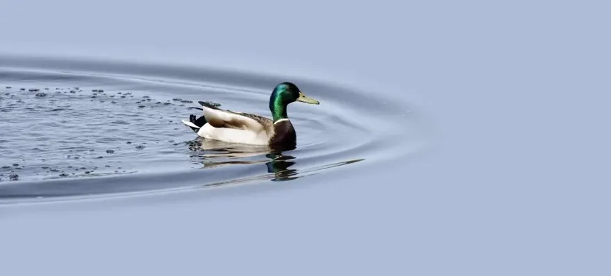 A good Site Migration is Like a Duck Smoothly, Serenely Gliding But Paddling Like Hell Underneath.