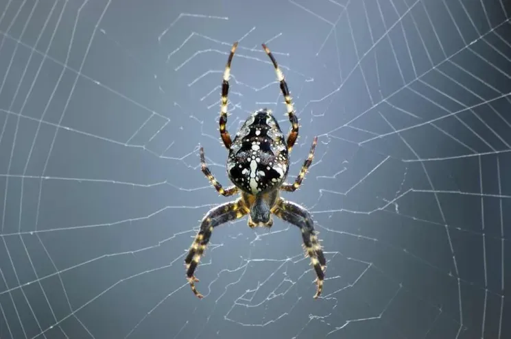 SEO Spider.
